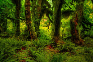 The Hoh Rainforest